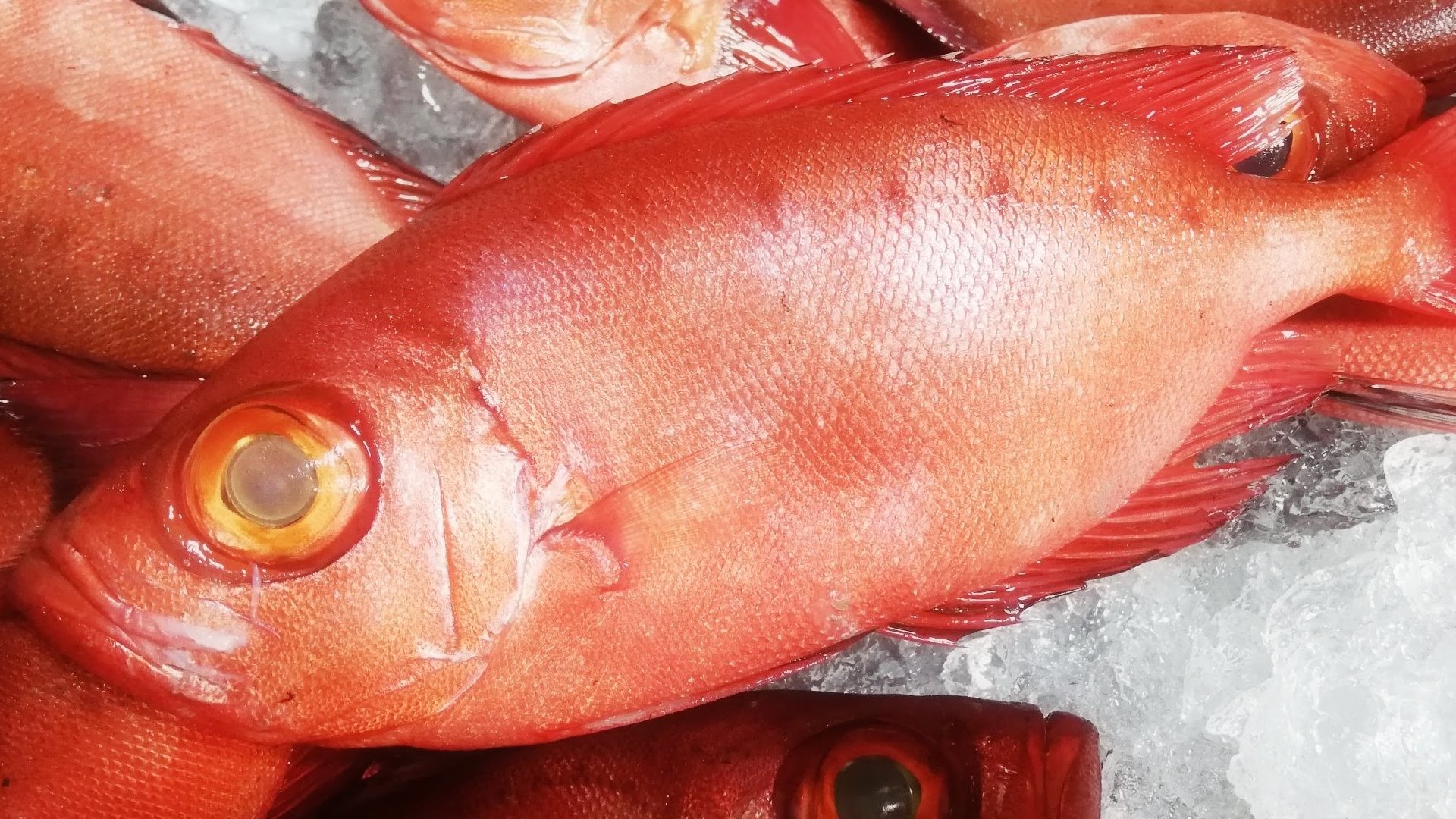 キントキダイ科の食レポ 大量に釣れた赤い魚を7通りの方法で食べてみた